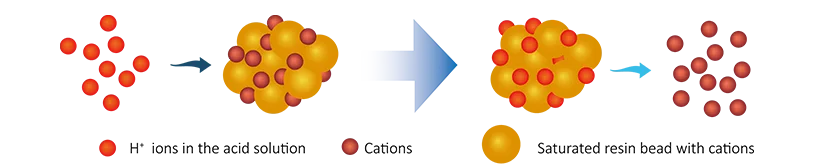 The regeneration reaction of cation resins.