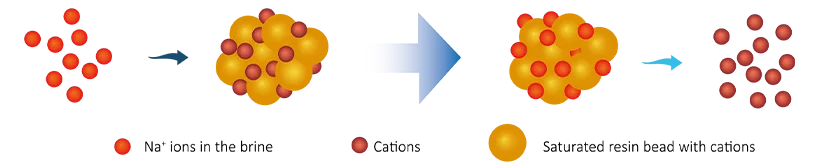 An ion exchange resin regeneration process of drinking water softening.